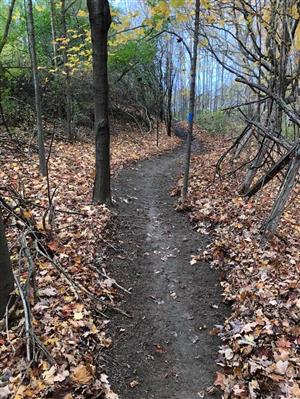 Trail at MacIntosh Park